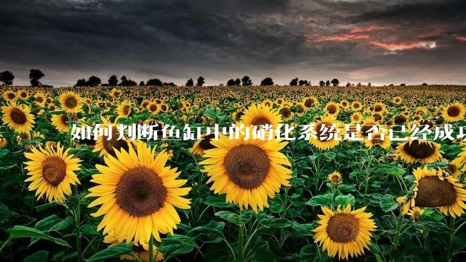 如何判断鱼缸中的硝化系统是否已经成功建立？